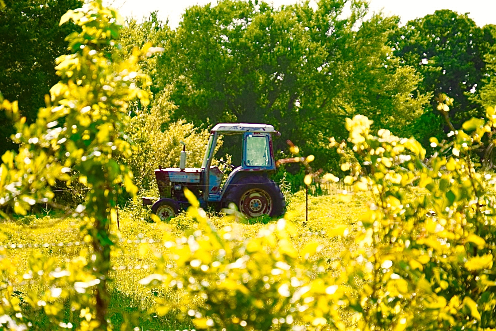 Vintage tractor through wildflowers at golden hour